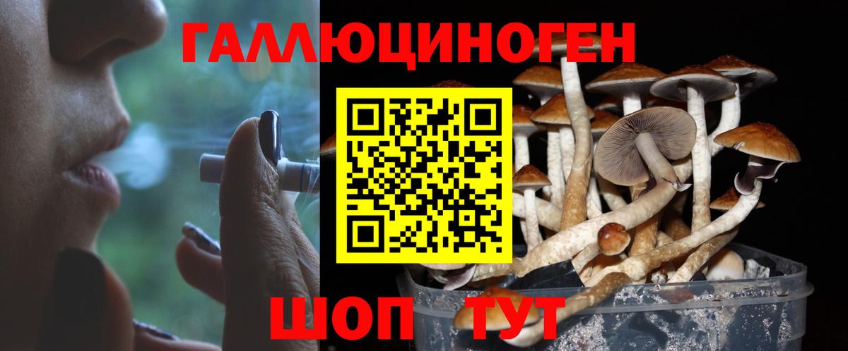 Галлюциногенные грибы Psilocybine cubensis Нурлат